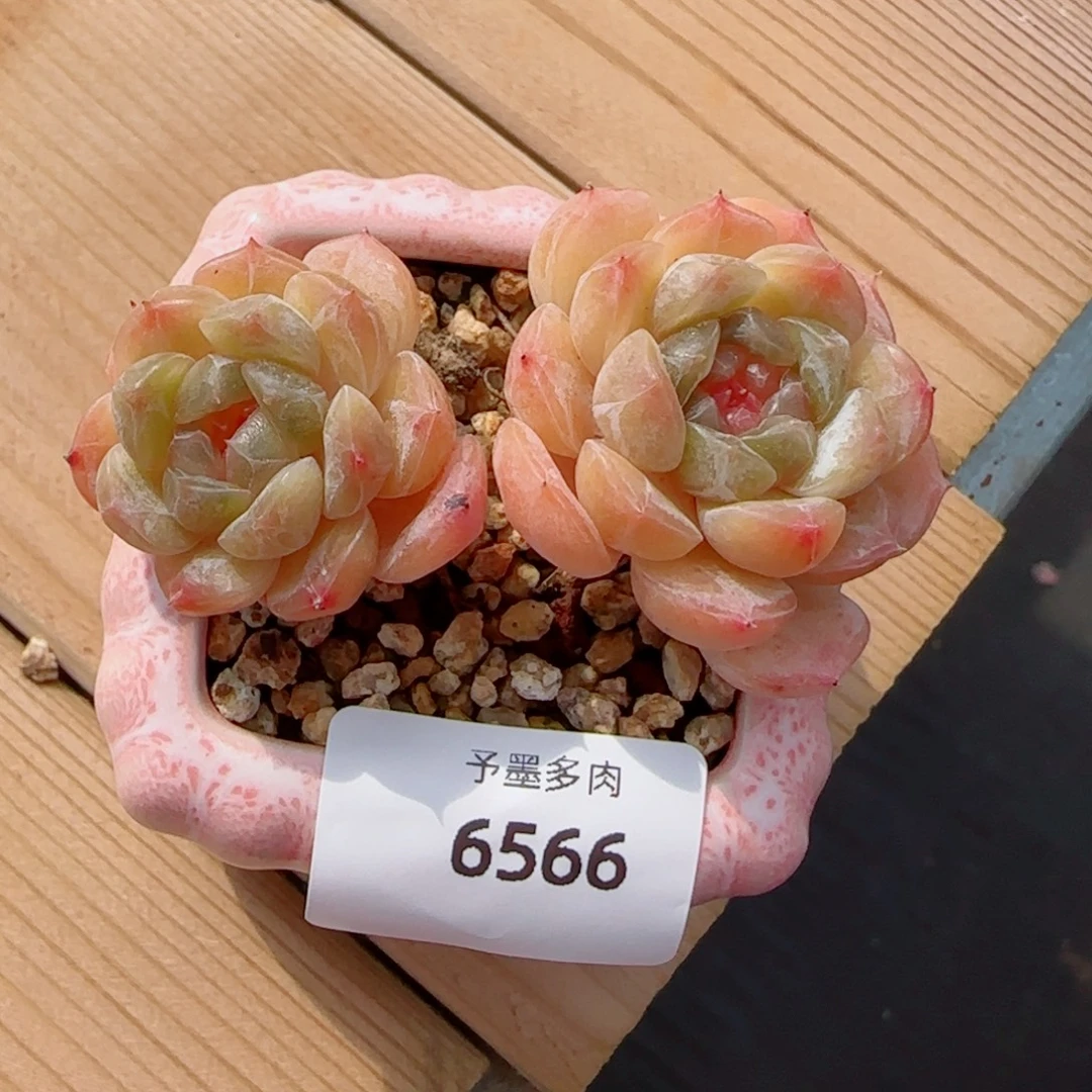 白恋，6566多肉植物