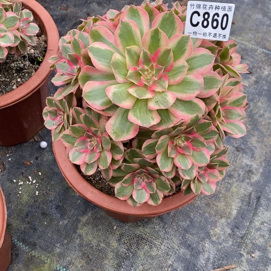 860云合福利小棵，