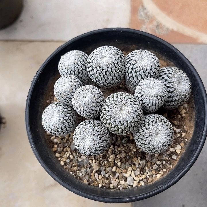 无花朵精巧殿大群一物一拍