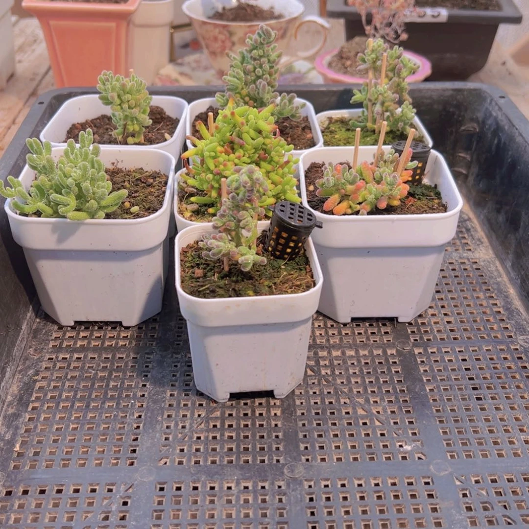 枝干番杏多肉植物064