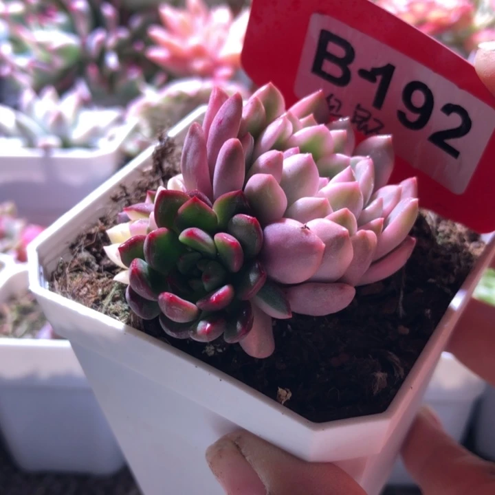 红宝石覆轮锦三色一天有根