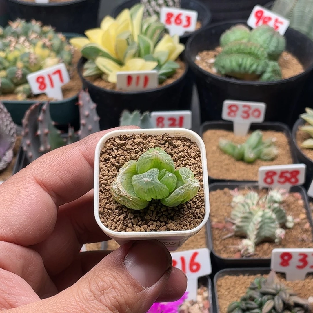 实生正版佛座箍 带盆土包邮