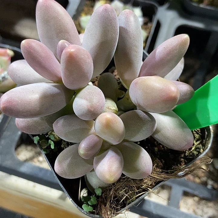 多肉植物糖果群997