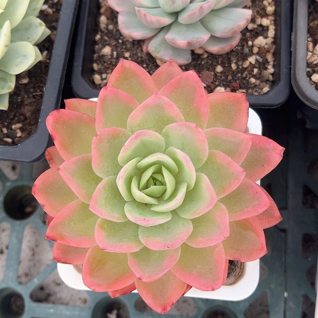 丝绸面纱锦 婕宝一物一拍