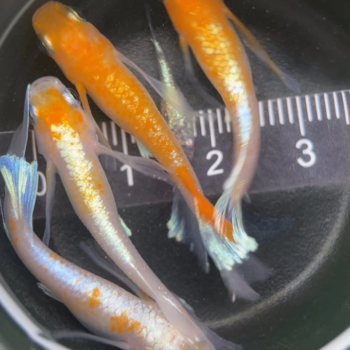 海水鱼真长鳍赤壁11号