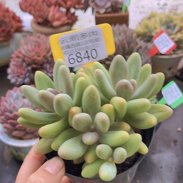 6840糖果美人。