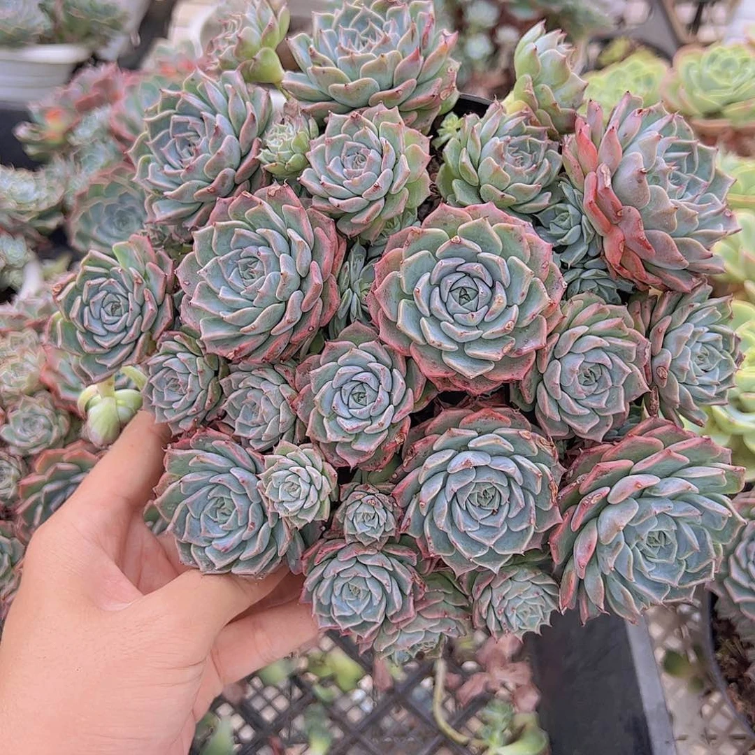 原始海滨格瑞带盆土老桩整装精品