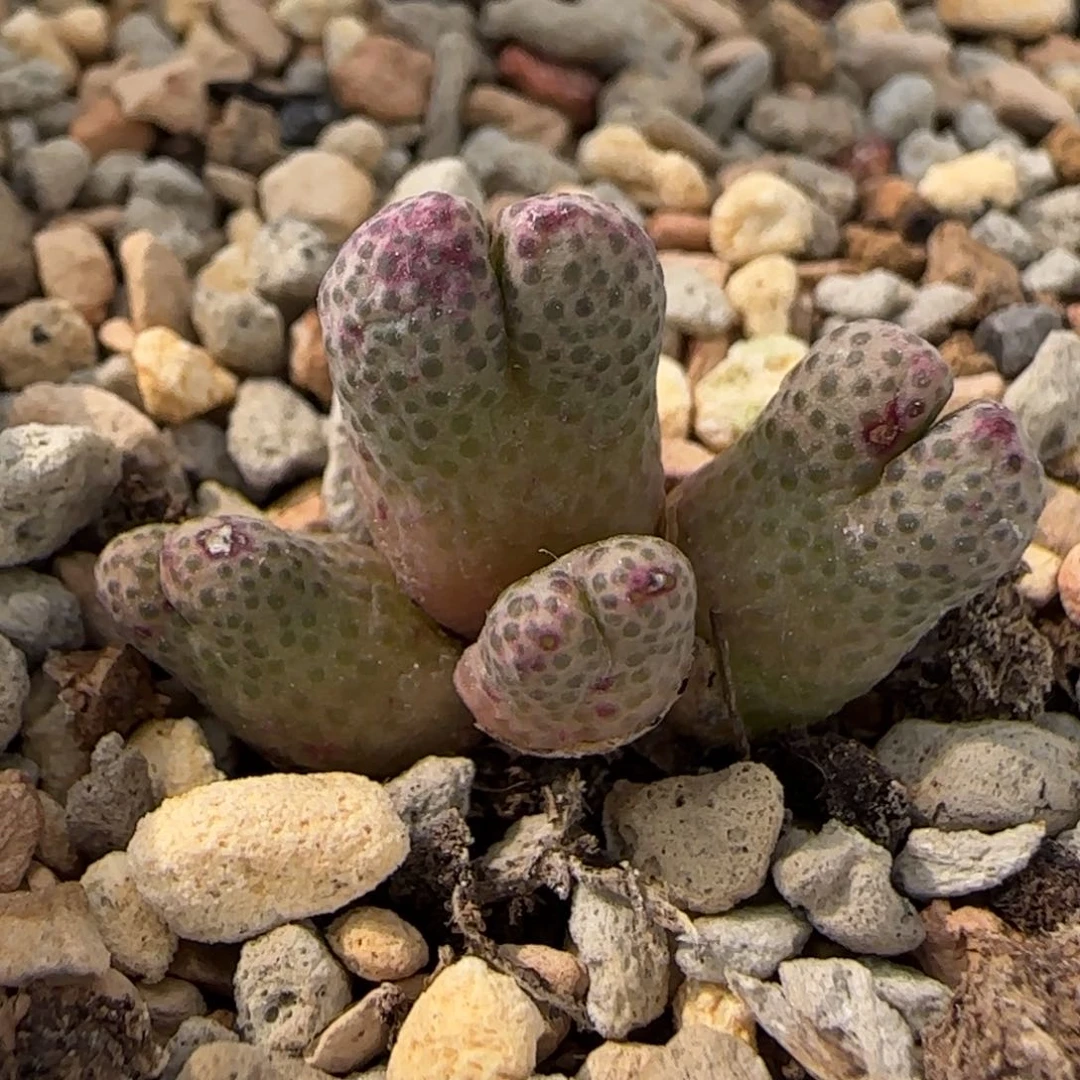 6-1-5-4当天满38包邮955d脱土