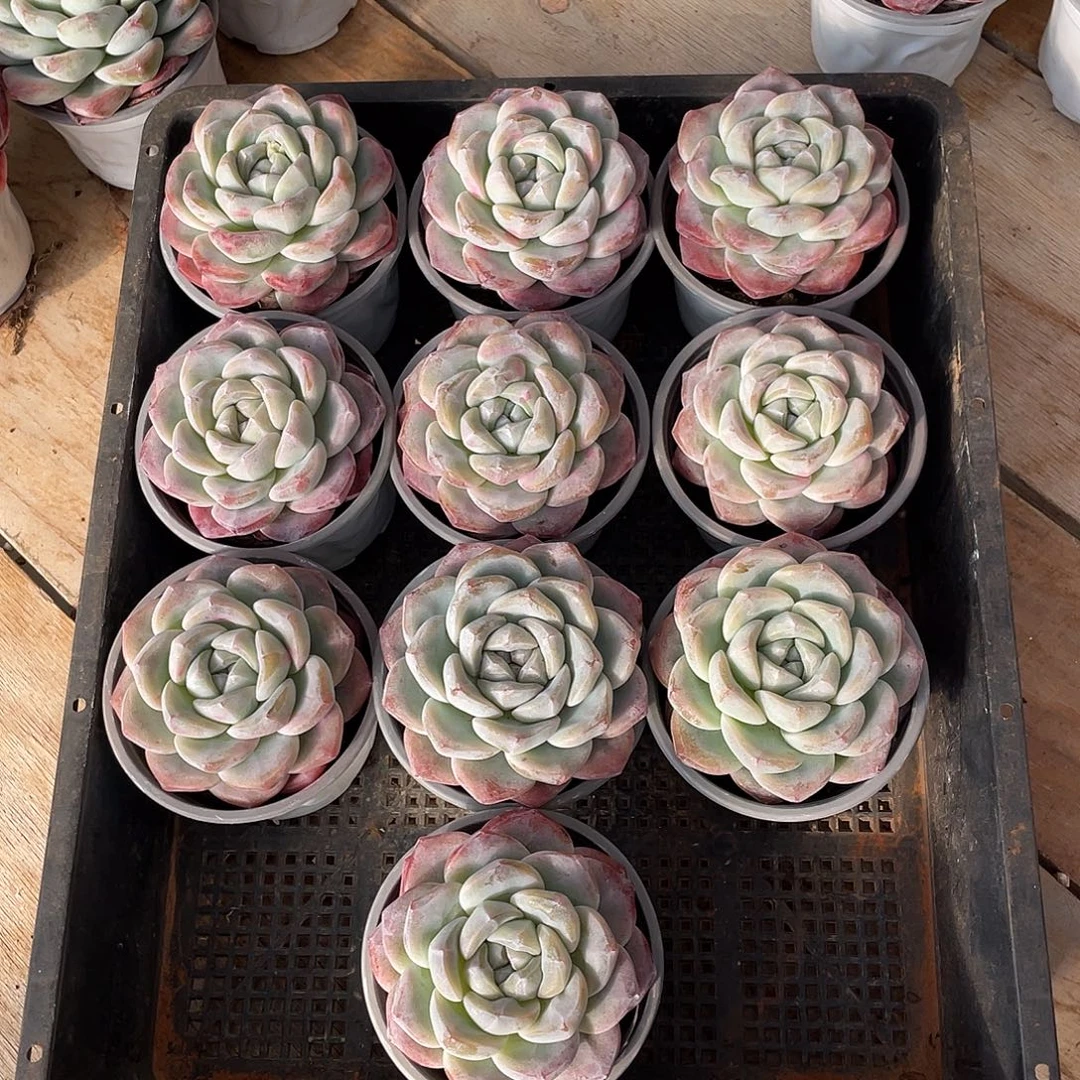 578多肉植物多肉植物