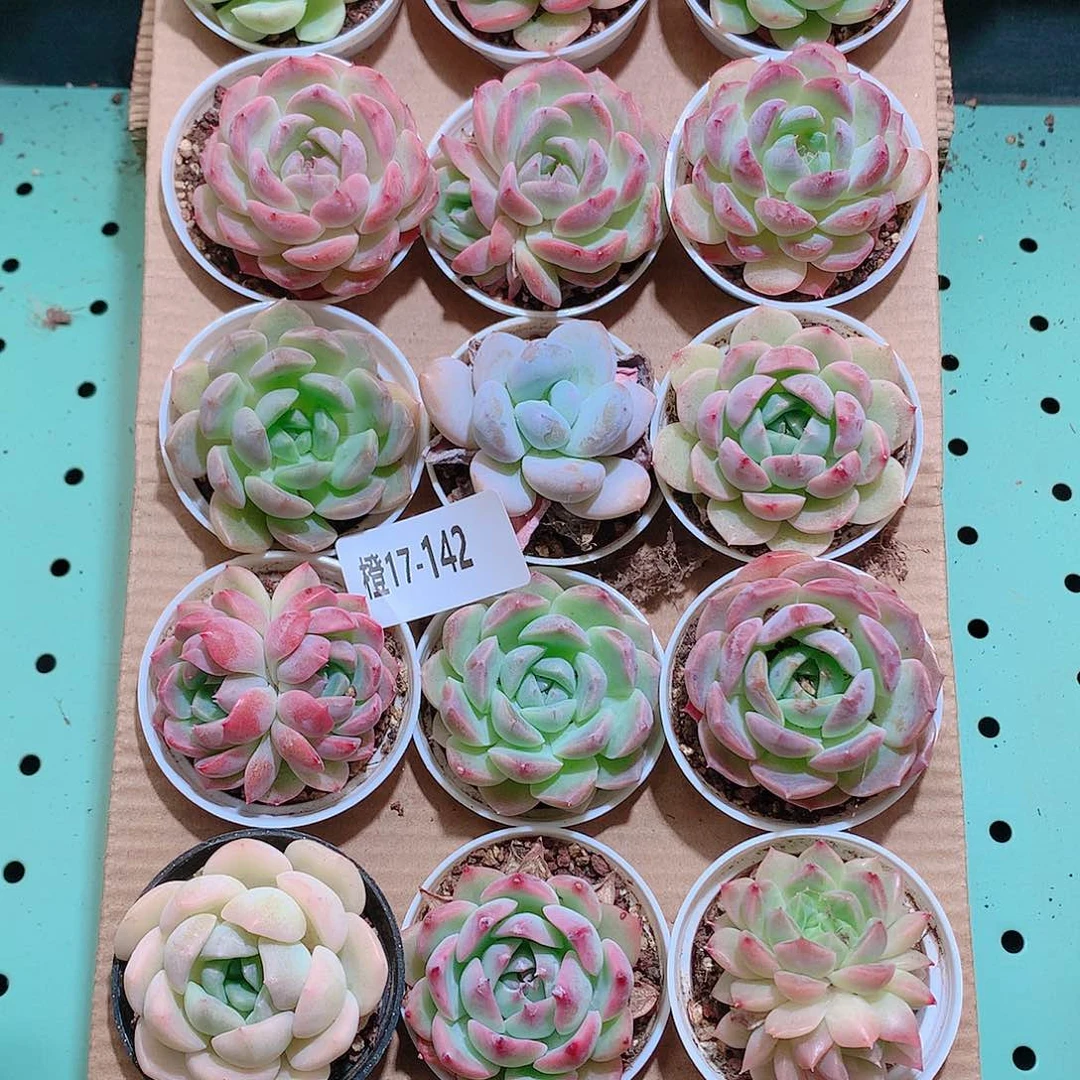 17-142一物一拍带盆18颗