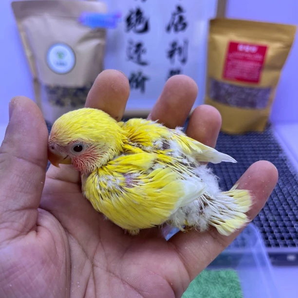 精品黄桃公L35129-牡丹鹦鹉