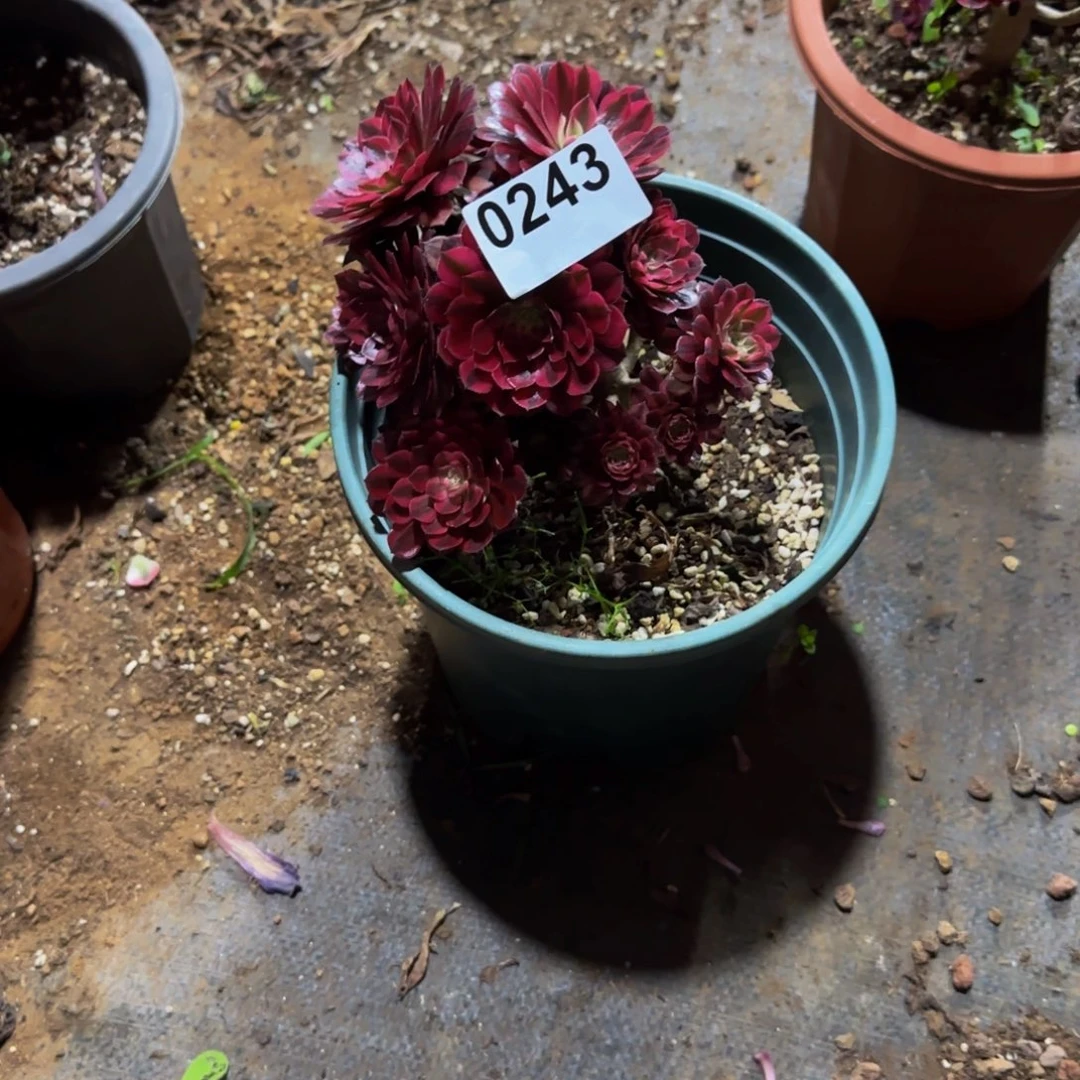 述**装0243多肉法师锦111