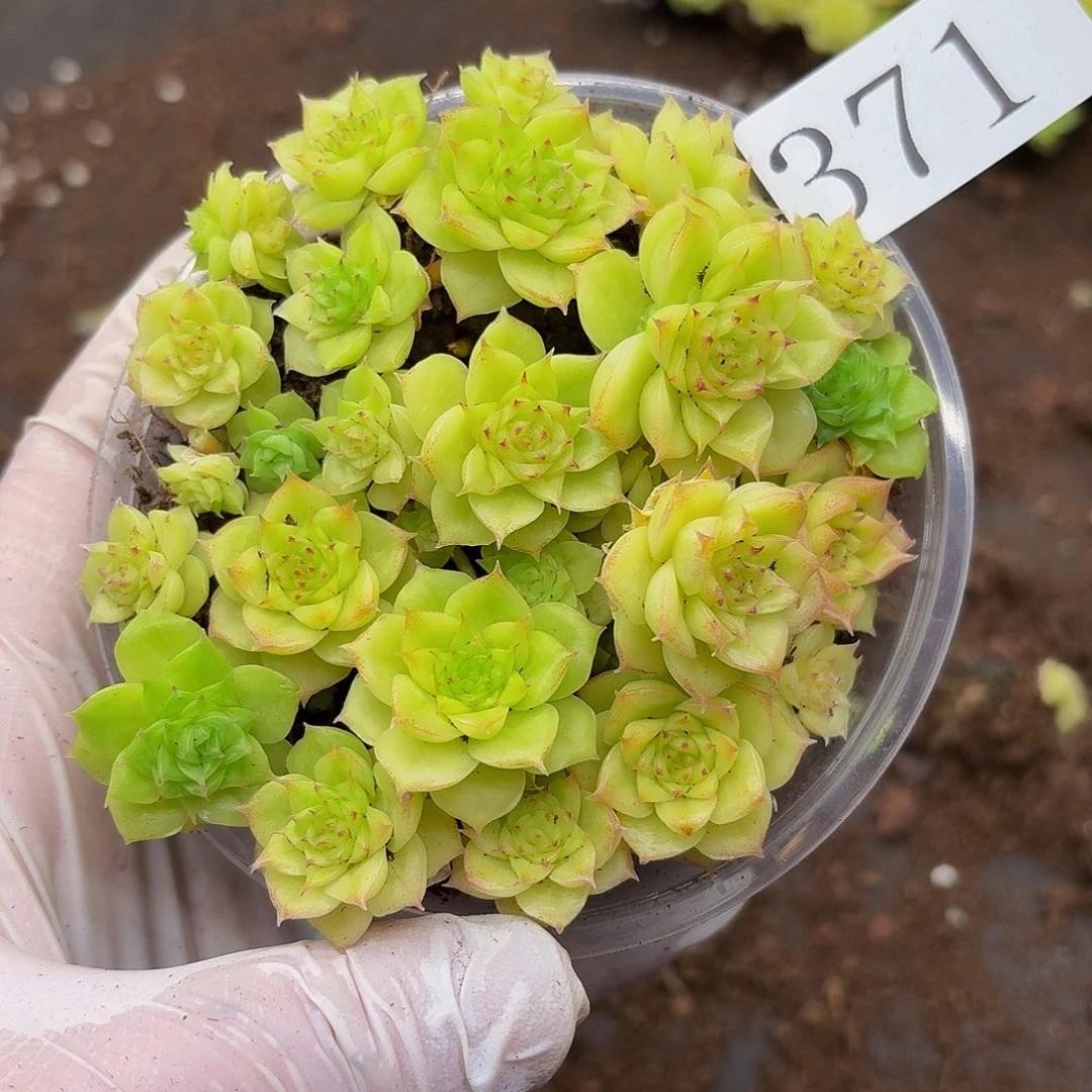 多肉植物多肉植物371