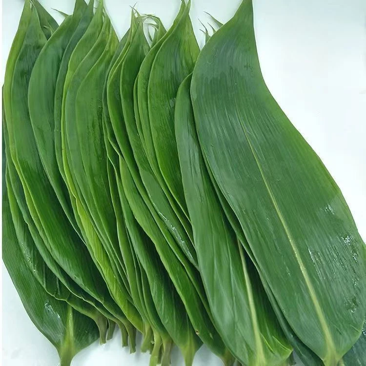 粽叶新鲜大粽叶家用包粽子用野生天然真空袋装粽叶大中叶混装50张
