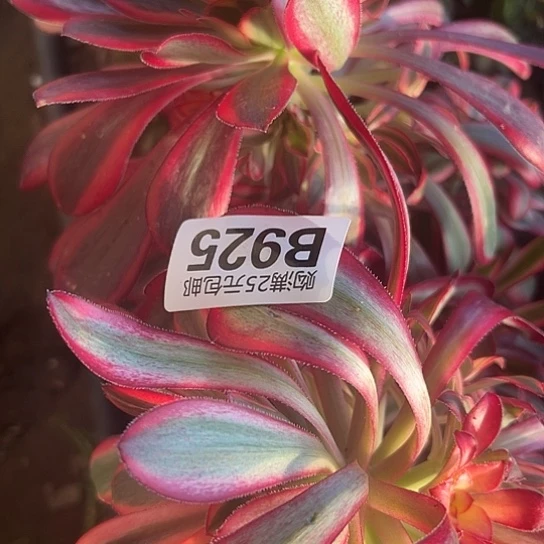 柏****间多肉植物两个