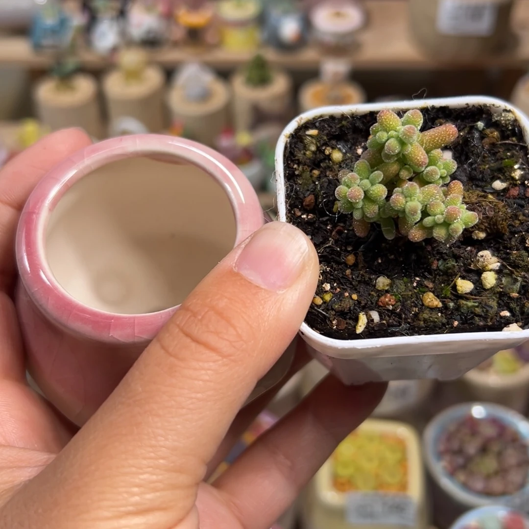 超****?多肉植物162号种好