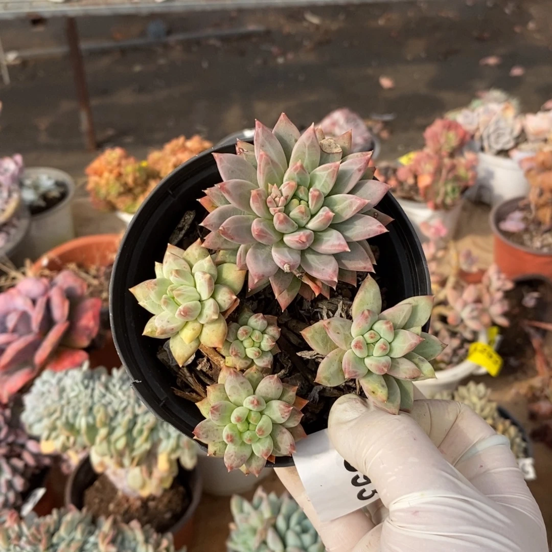 593多头红蜻蜓一物一拍