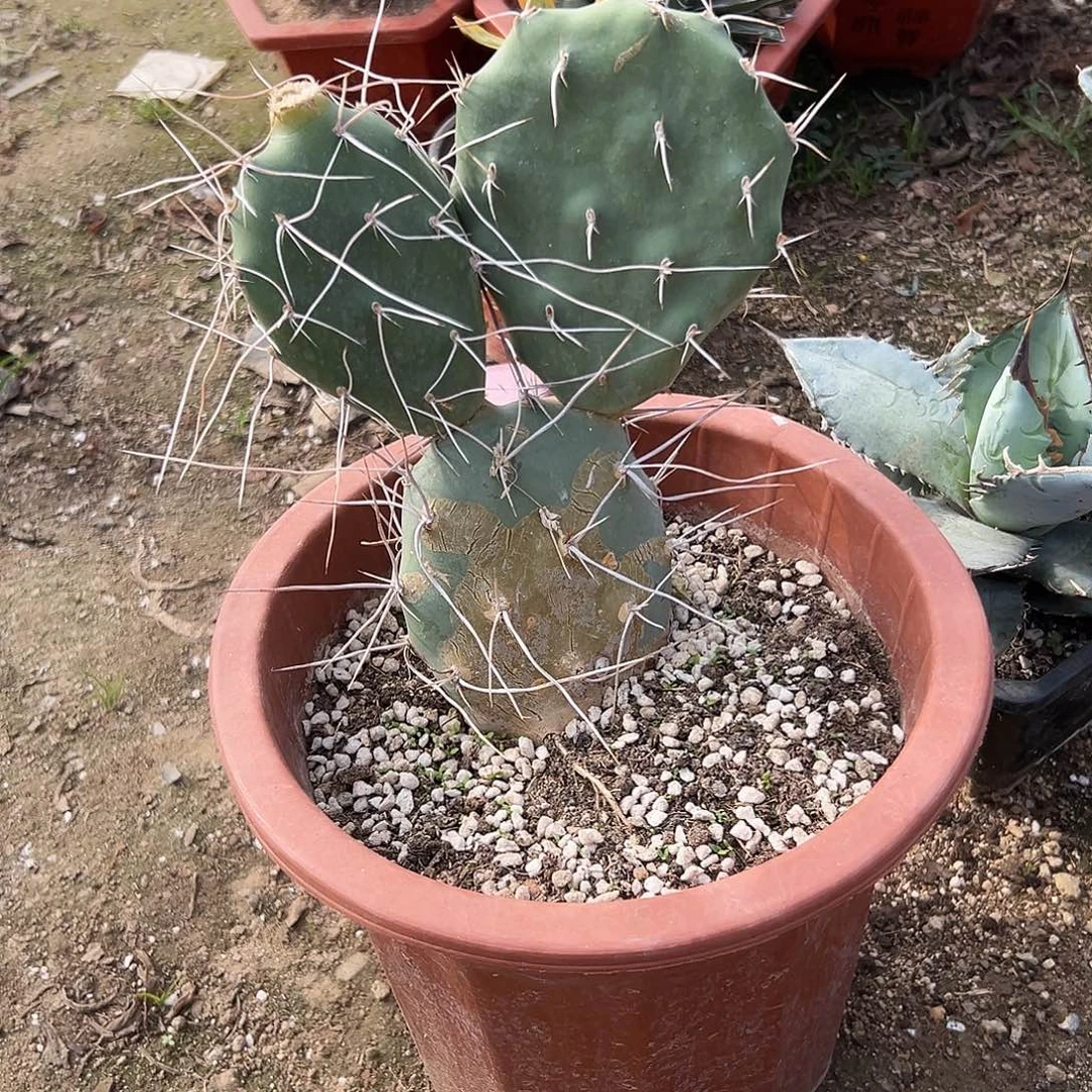 多肉植物曲刺硫磺
