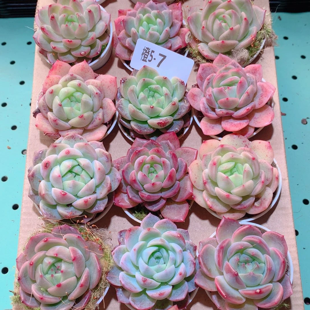 5-7一物一拍多肉带盆18颗