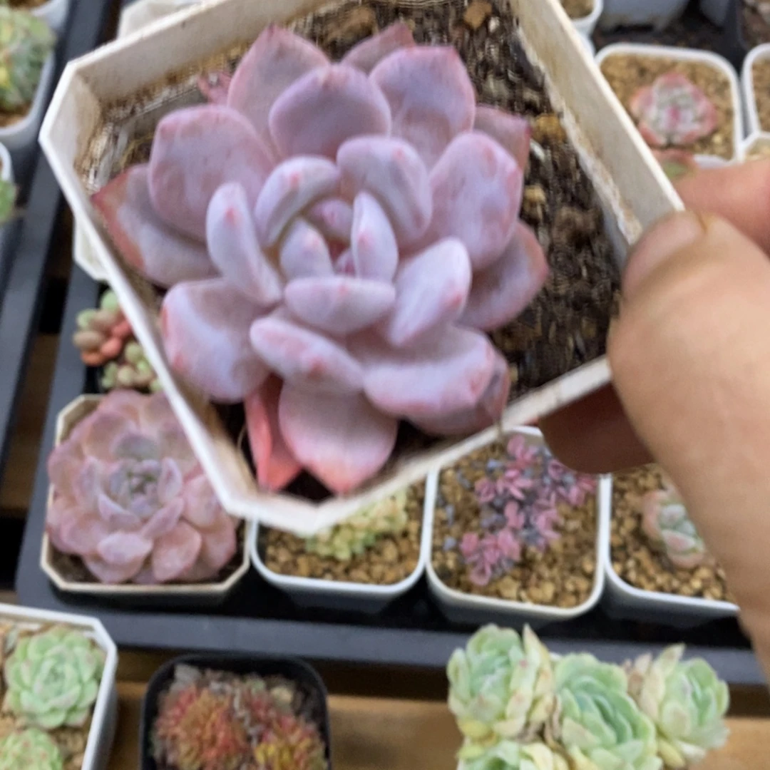 精品多肉一物一拍不包整95