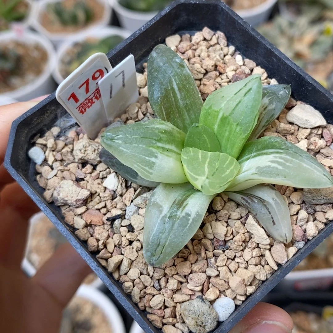 179冰城寿多肉植物组合