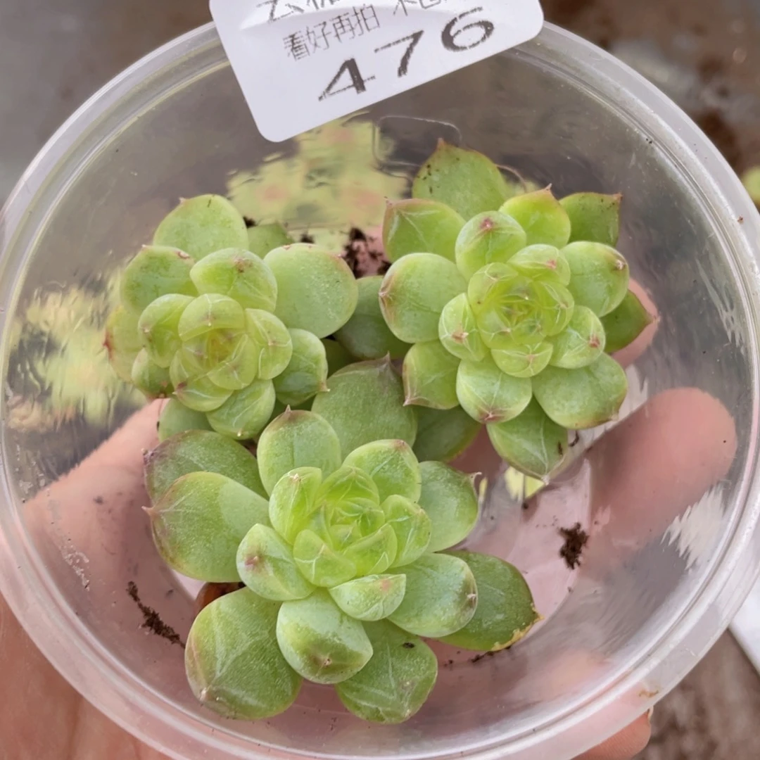 云糖心多肉植物476