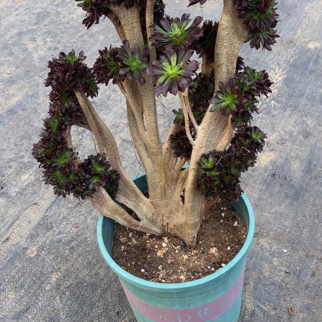 冰*法师法师法师法师069