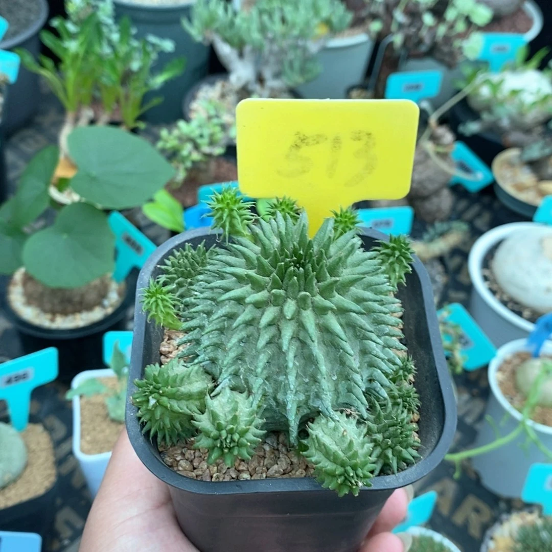 海胆大戟多肉植物