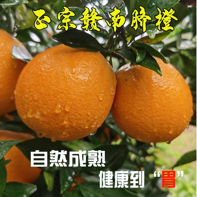江西正宗赣南脐橙新鲜现摘当季水果原汁原味甜橙产地直发4.5斤