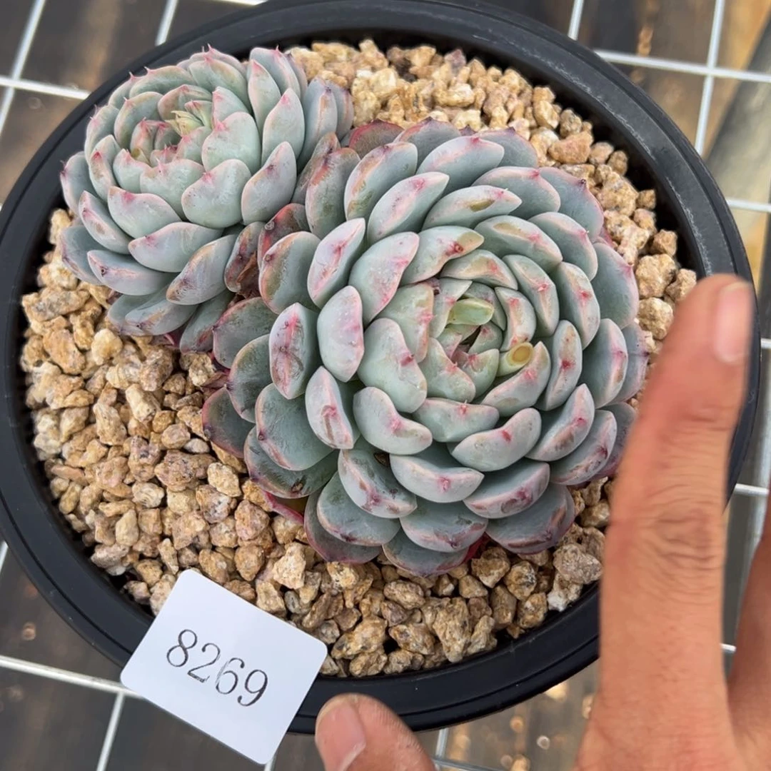 S****g8269多肉多多的啊啊