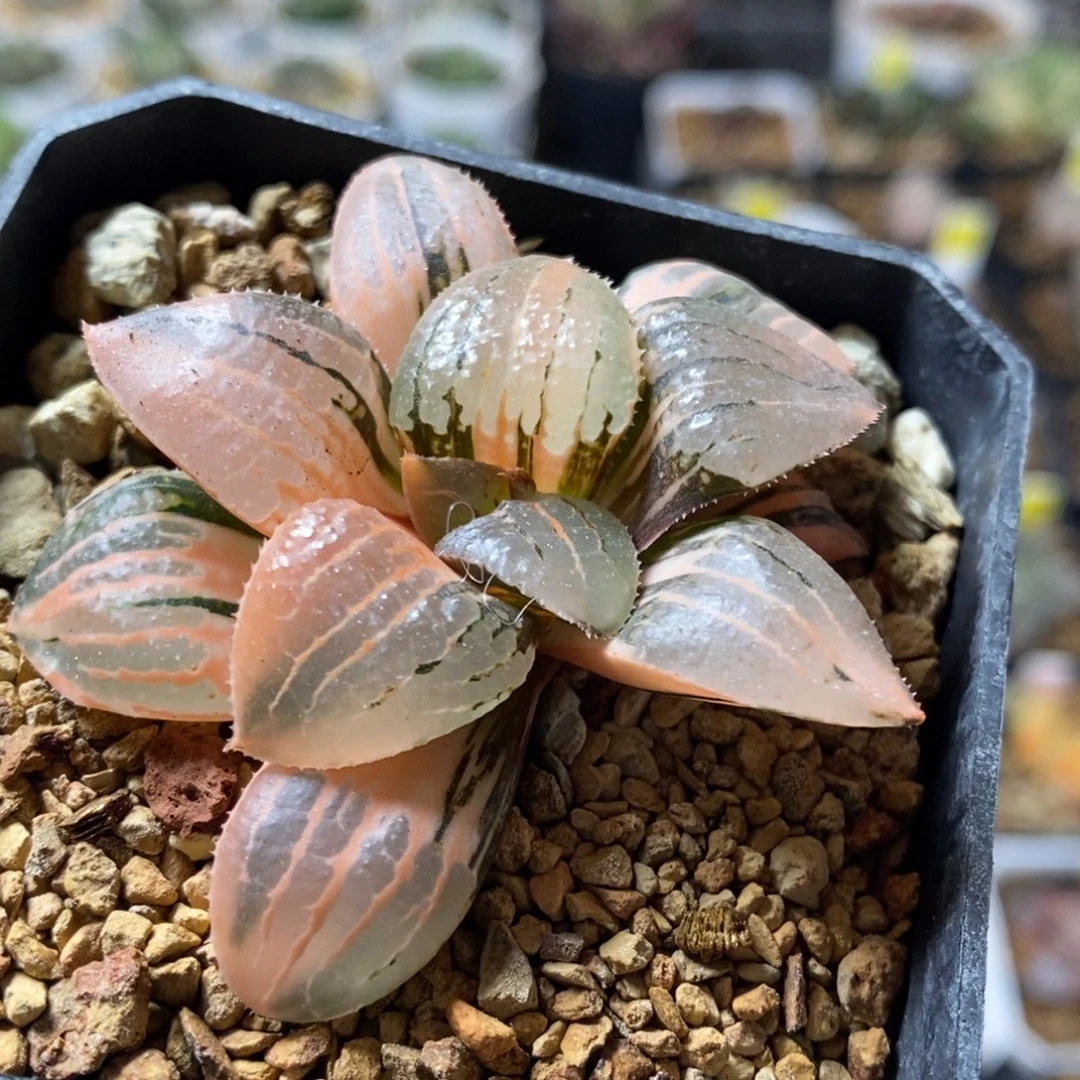 486号亲指姬锦多肉