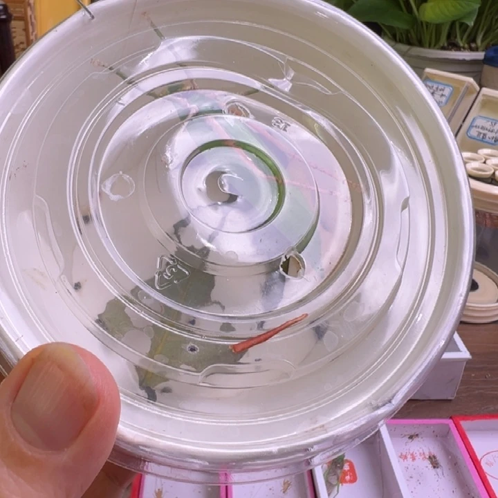 蟋蟀一只大个素背好可爱