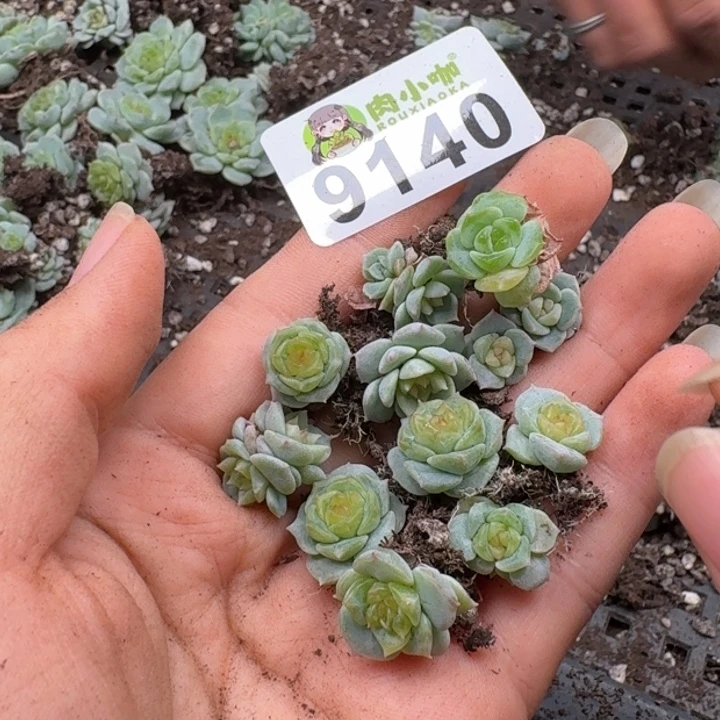 福***甜多肉植物多肉植物