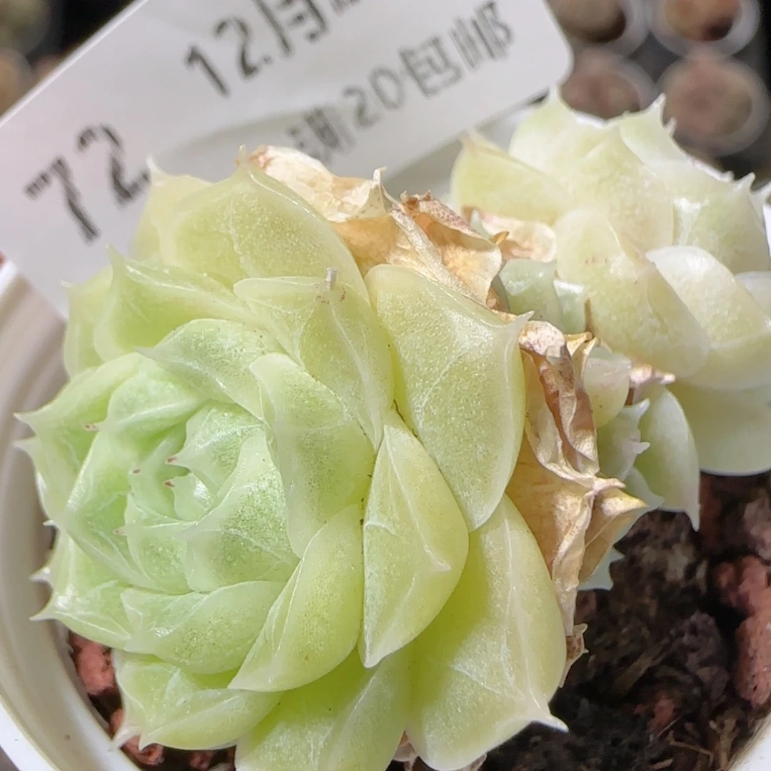 花语多肉1223-72散