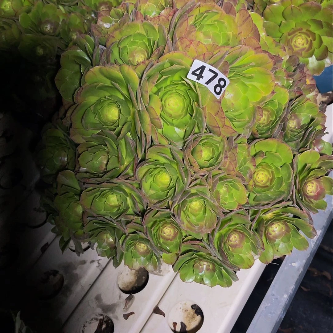 法师法师3/-22包邮法师