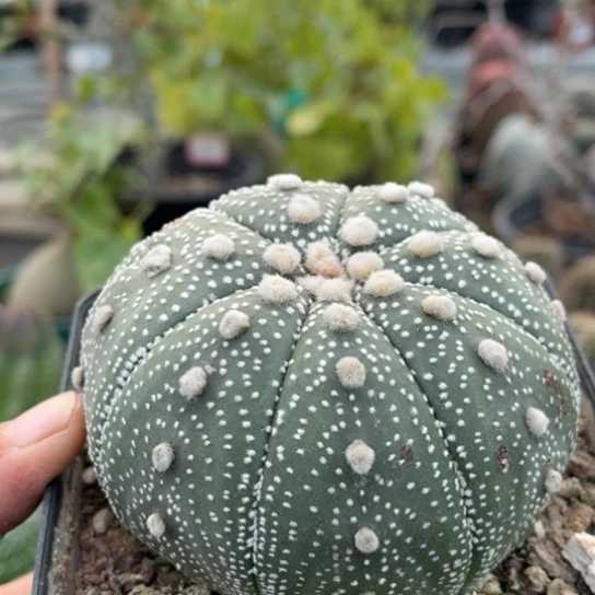 当前无花栽培后可以开花实生星兜