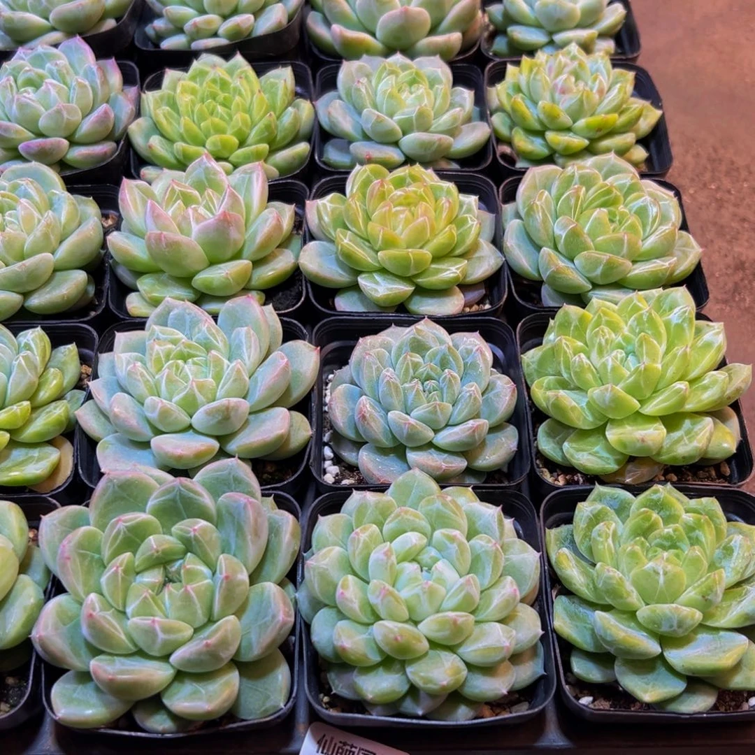 秋***雪418多肉葡萄的价格是多少啊我