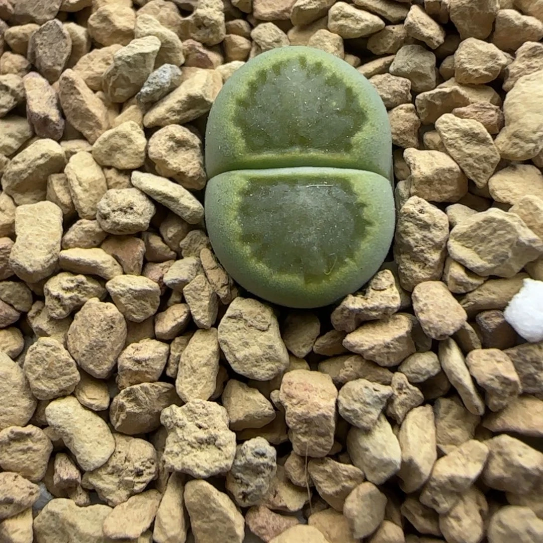 647 生石花大棚直播