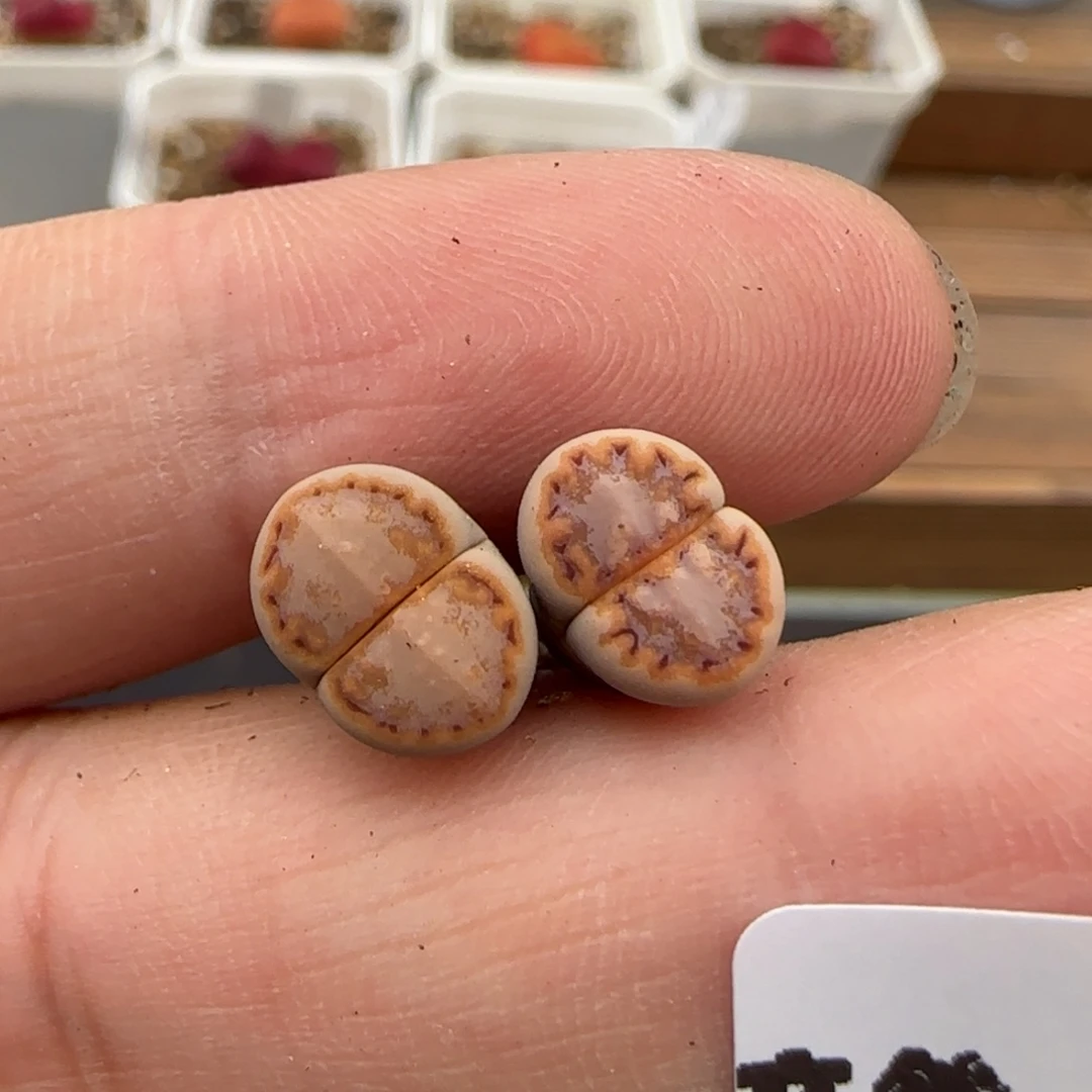 哦**王5.31。。216饼干x2。。2008