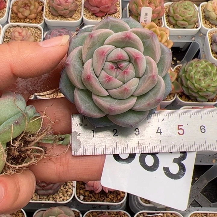 一****Y583 多肉植物组合