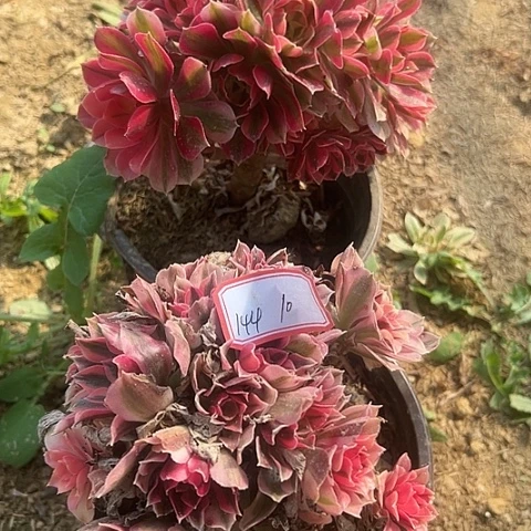 多肉植物粉女巫144