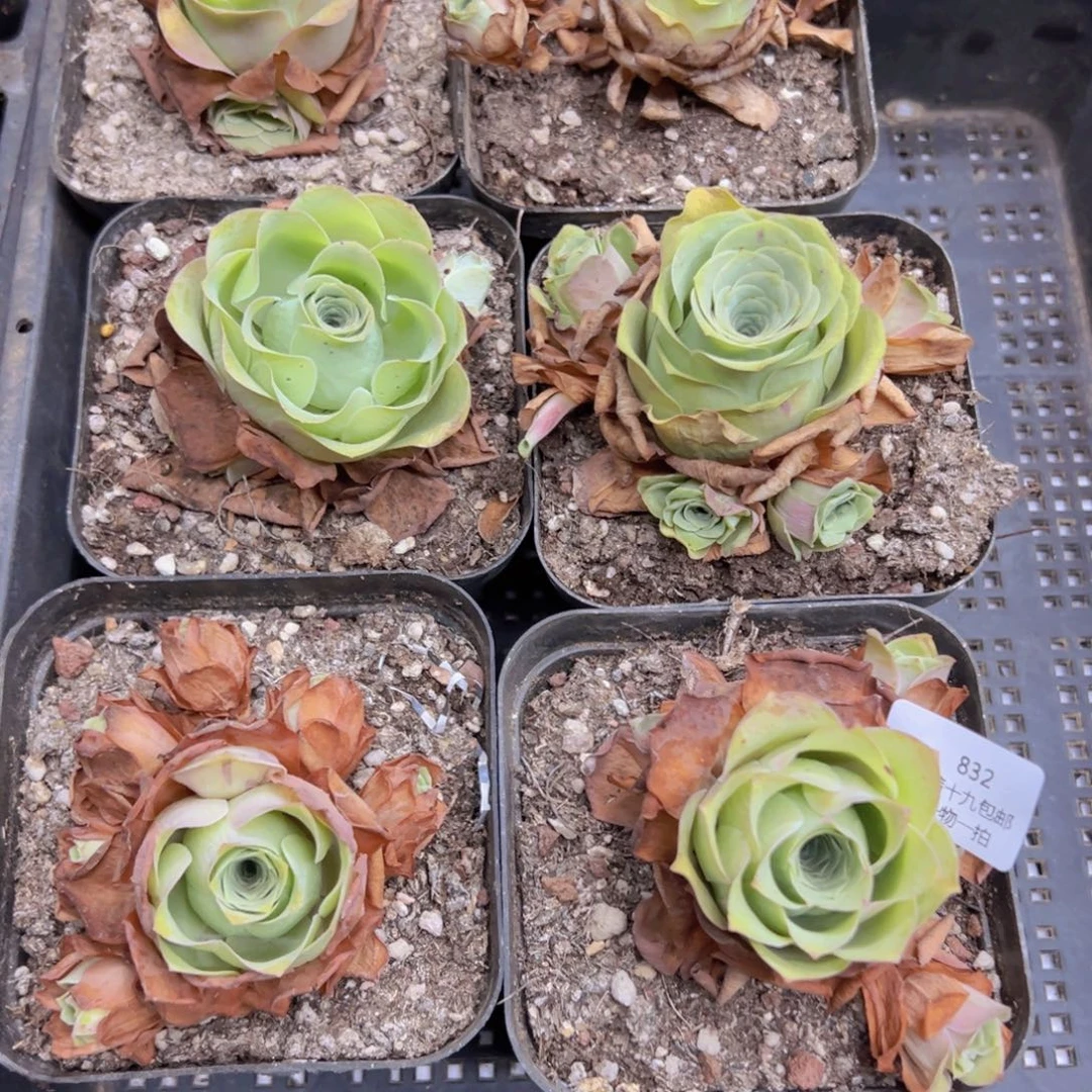 832 侧牙掉了不包损无售后