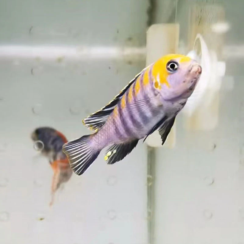 三湖慈鲷 金背阿芙拉 岩栖马鲷热带淡水鱼观赏鱼活体养殖