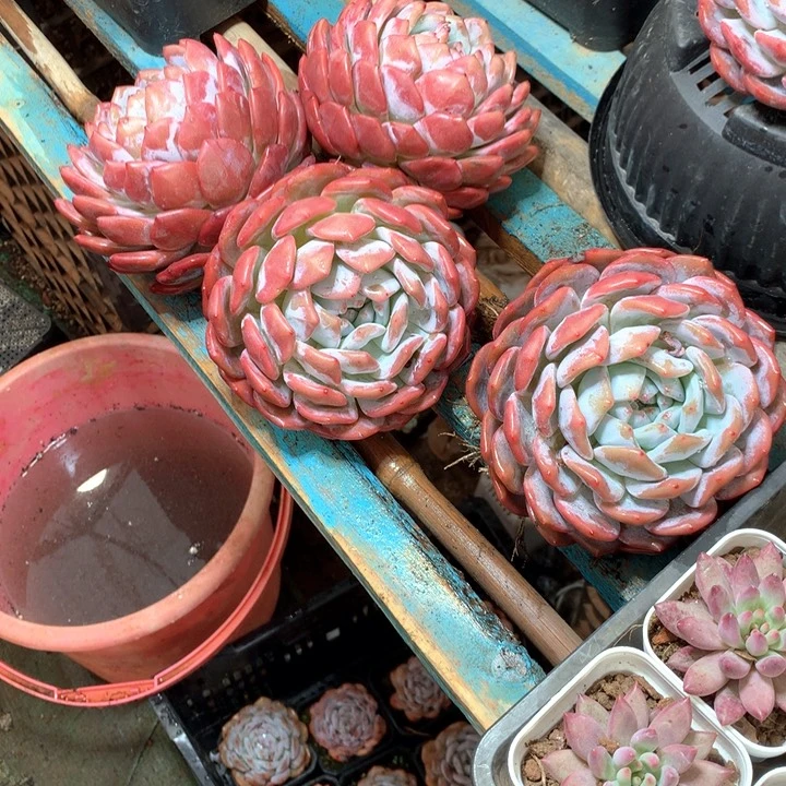 180盆老桩星影橙梦露16.8一颗