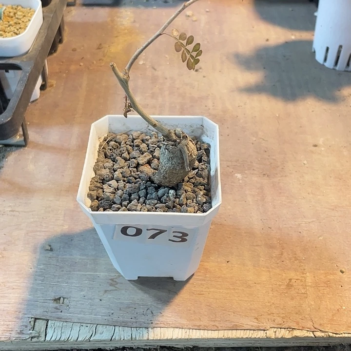 073列加漆树块根，