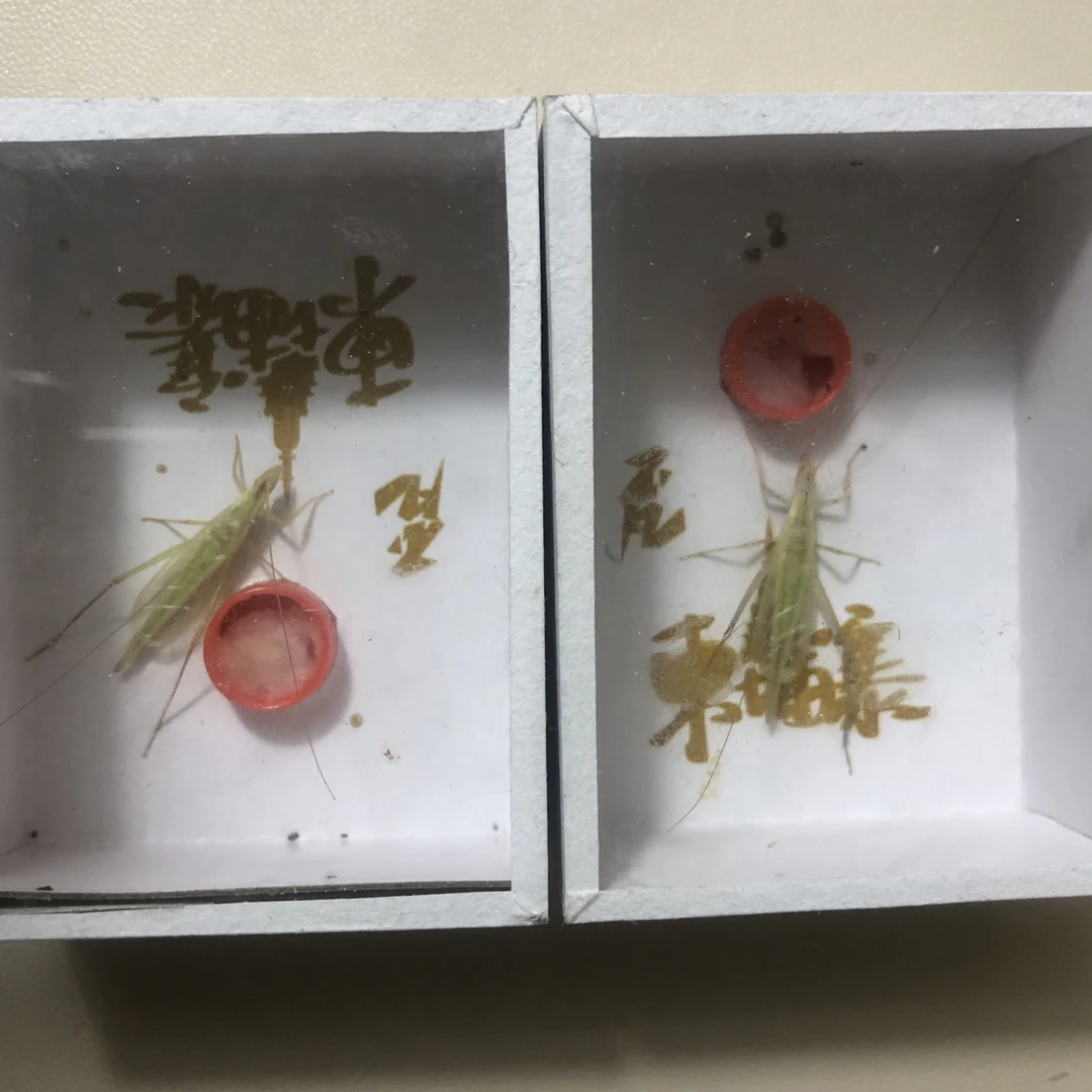 四火虫艺 野生柬埔寨竹蛉2只