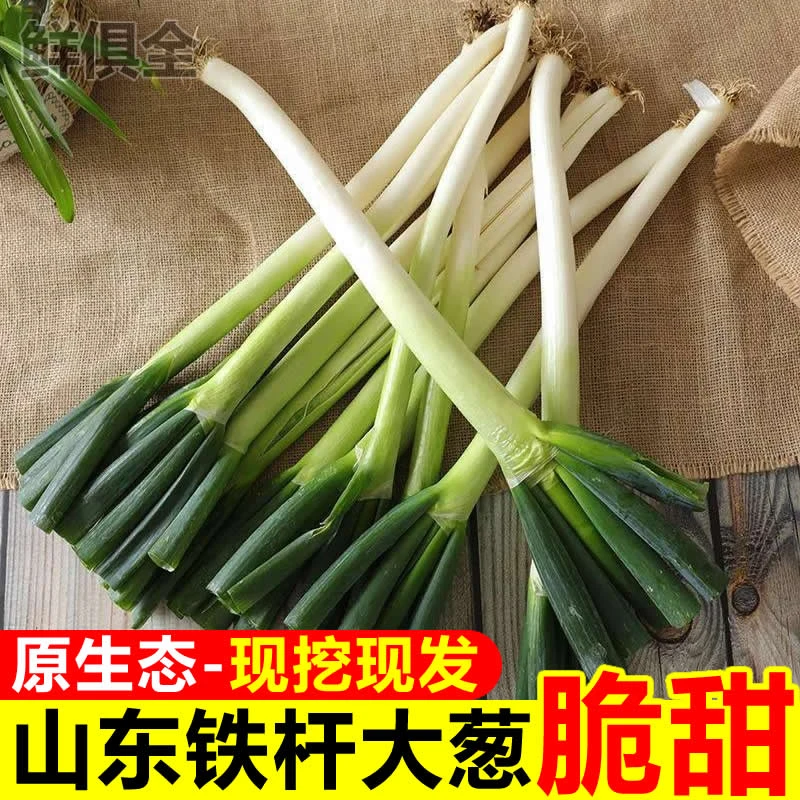 山东铁杆大葱新鲜蔬菜安丘长葱甜葱生吃蘸酱现挖现发