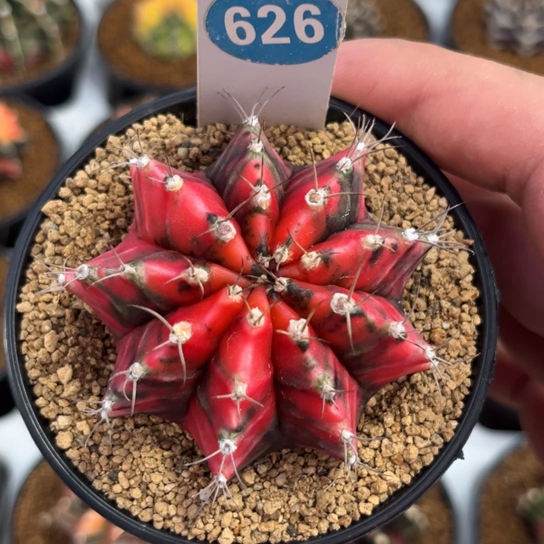 626实生米哈锦带盆带土