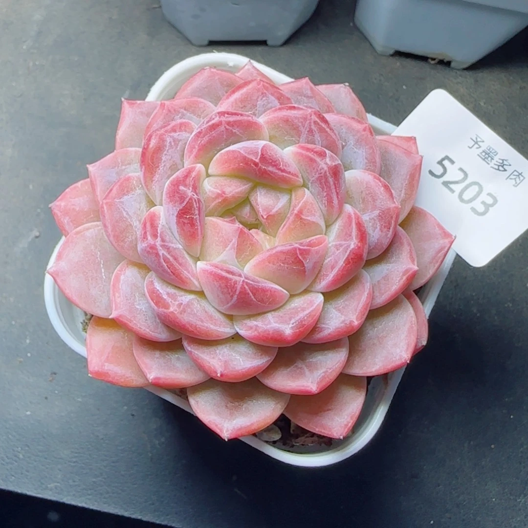 糯心冰魄，5203多肉植物