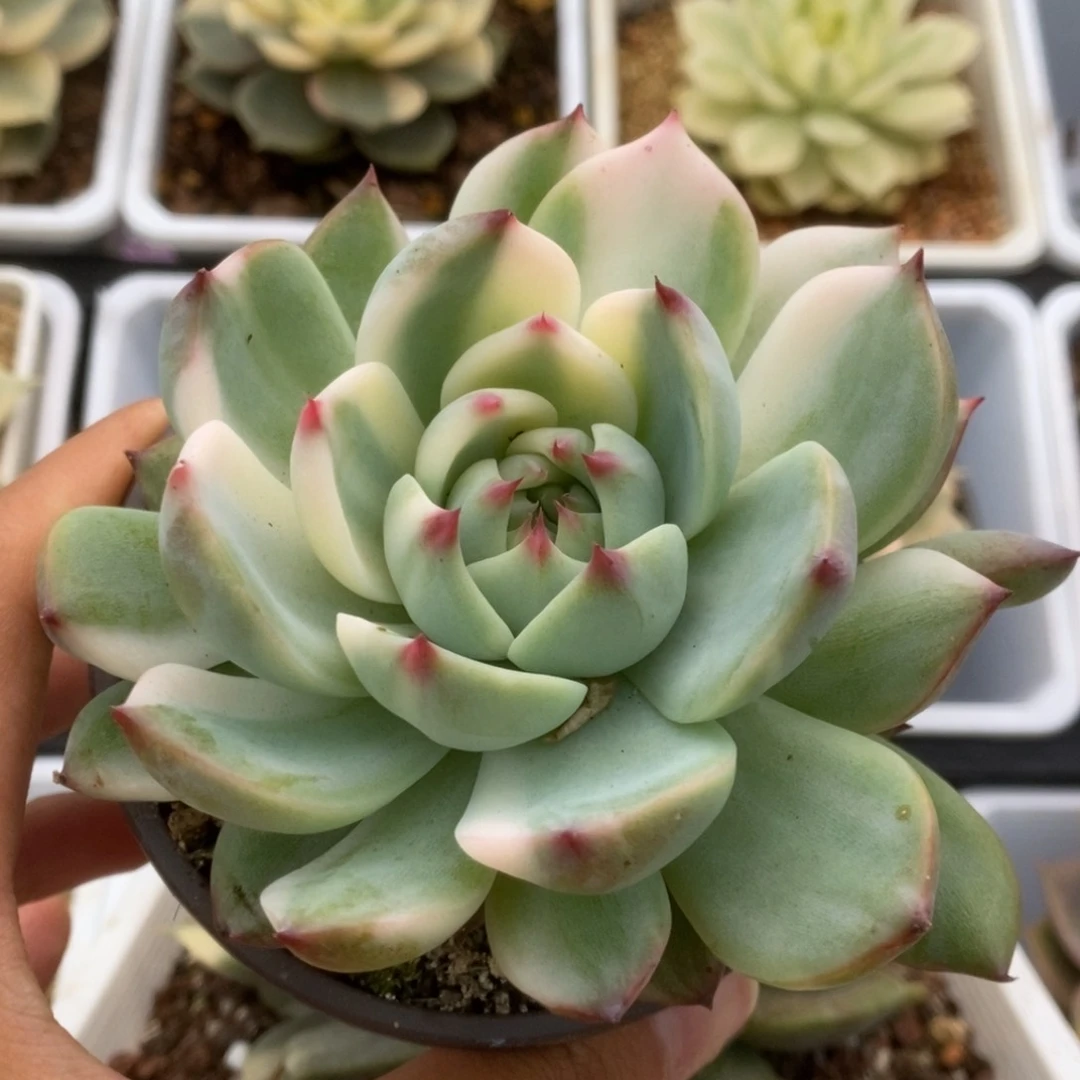 579锦锦锦锦锦锦锦锦